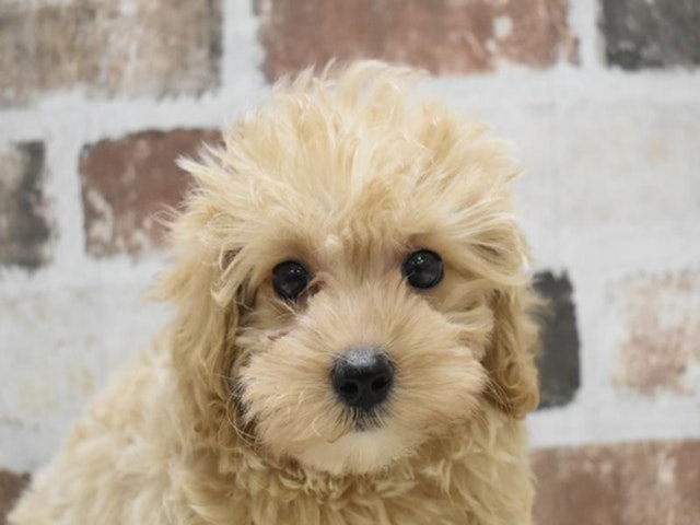 熊本県のハーフ犬 (ペッツワン熊本宇土店/2024年3月17日生まれ/女の子/アプリコット)の子犬